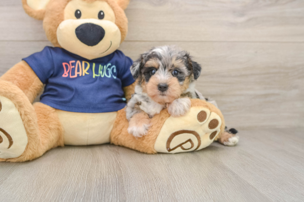 Mini Schnoodle Pup Being Cute