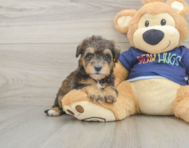 9 week old Mini Schnoodle Puppy For Sale - Lone Star Pups