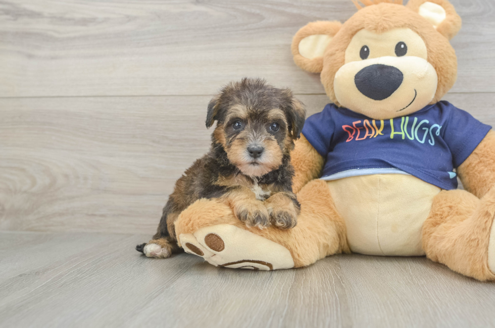 5 week old Mini Schnoodle Puppy For Sale - Lone Star Pups