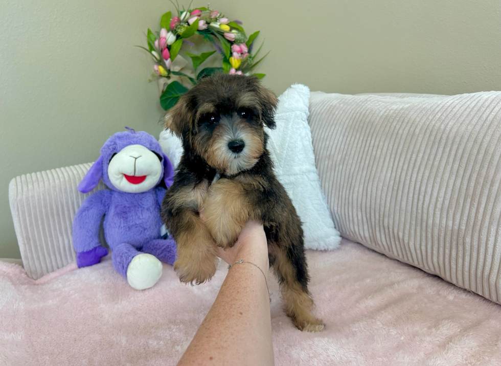 Mini Schnoodle Puppy for Adoption