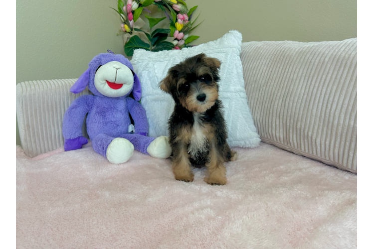 Mini Schnoodle Puppy for Adoption