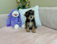 9 week old Mini Schnoodle Puppy For Sale - Lone Star Pups
