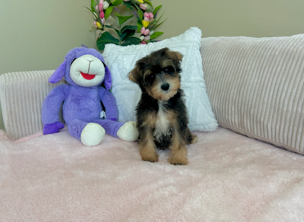 Mini Schnoodle Puppy for Adoption