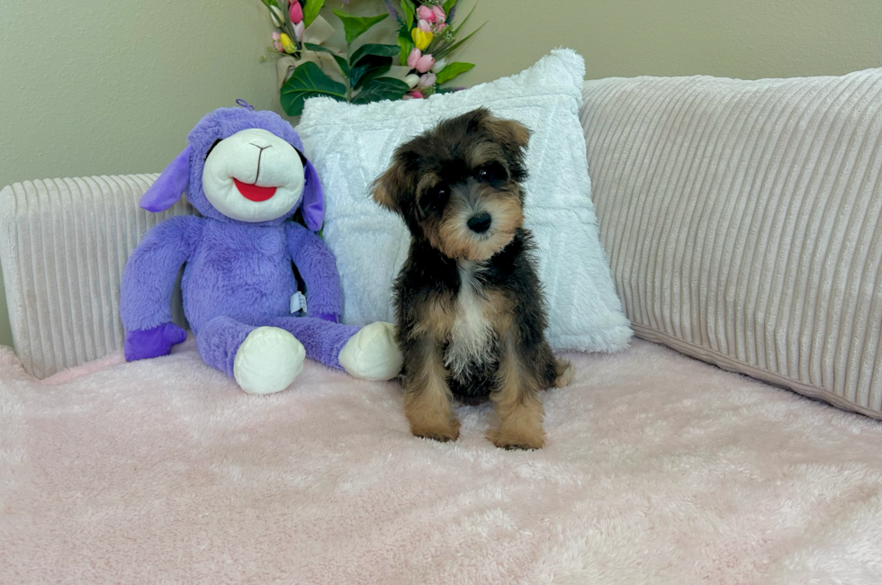 9 week old Mini Schnoodle Puppy For Sale - Lone Star Pups