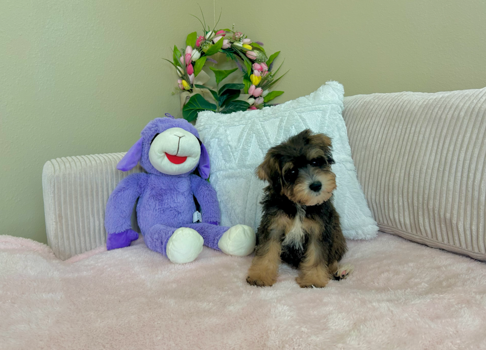 Mini Schnoodle Puppy for Adoption