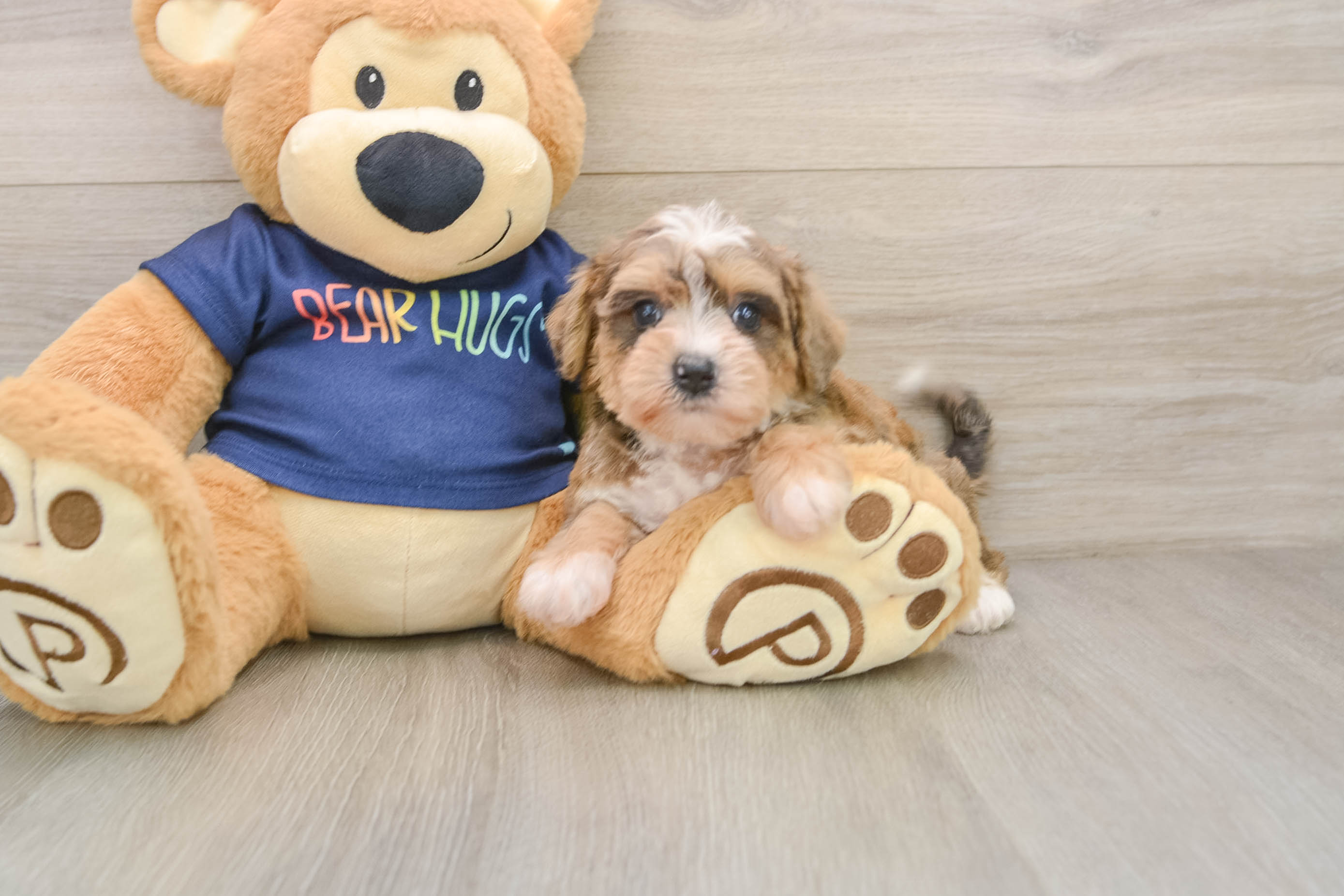Cute Mini Schnoodle Baby