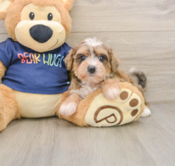 6 week old Mini Schnoodle Puppy For Sale - Lone Star Pups