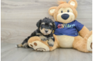 Cute Mini Schnoodle Poodle Mix Pup