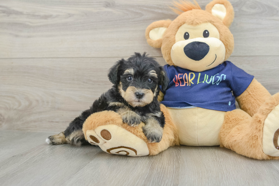 Cute Mini Schnoodle Poodle Mix Pup
