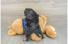 Mini Schnoodle Pup Being Cute