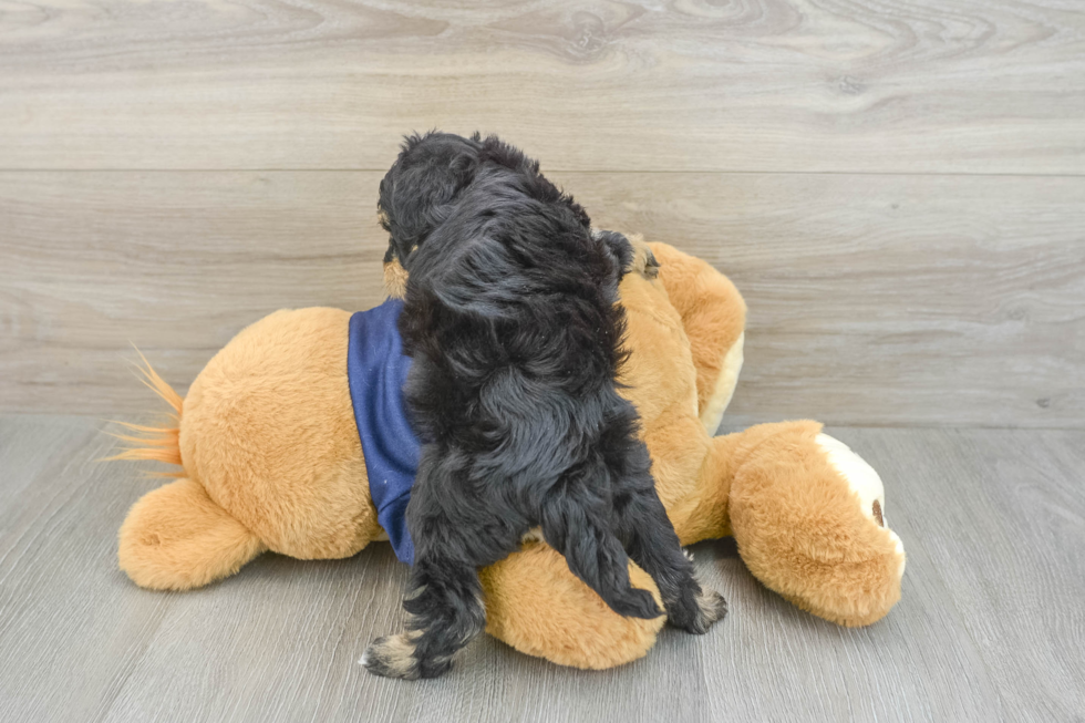 Mini Schnoodle Pup Being Cute