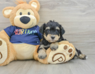6 week old Mini Schnoodle Puppy For Sale - Lone Star Pups