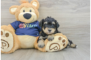 Cute Mini Schnoodle Baby