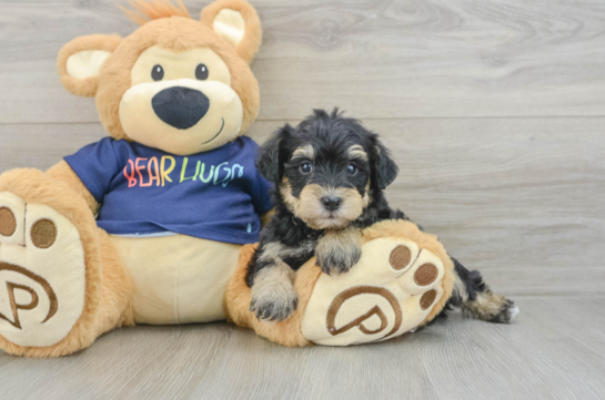 Cute Mini Schnoodle Baby