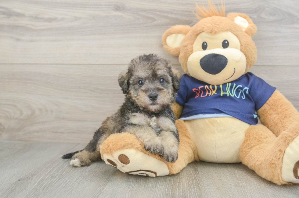 5 week old Mini Schnoodle Puppy For Sale - Lone Star Pups