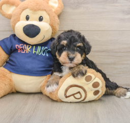 6 week old Mini Schnoodle Puppy For Sale - Lone Star Pups