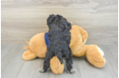 Mini Schnoodle Pup Being Cute