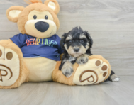 6 week old Mini Schnoodle Puppy For Sale - Lone Star Pups