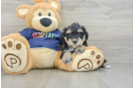 Best Mini Schnoodle Baby