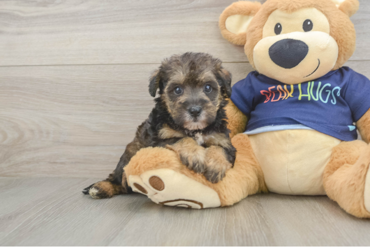 Cute Mini Schnoodle Poodle Mix Puppy