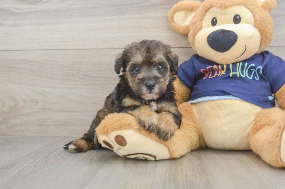 5 week old Mini Schnoodle Puppy For Sale - Lone Star Pups