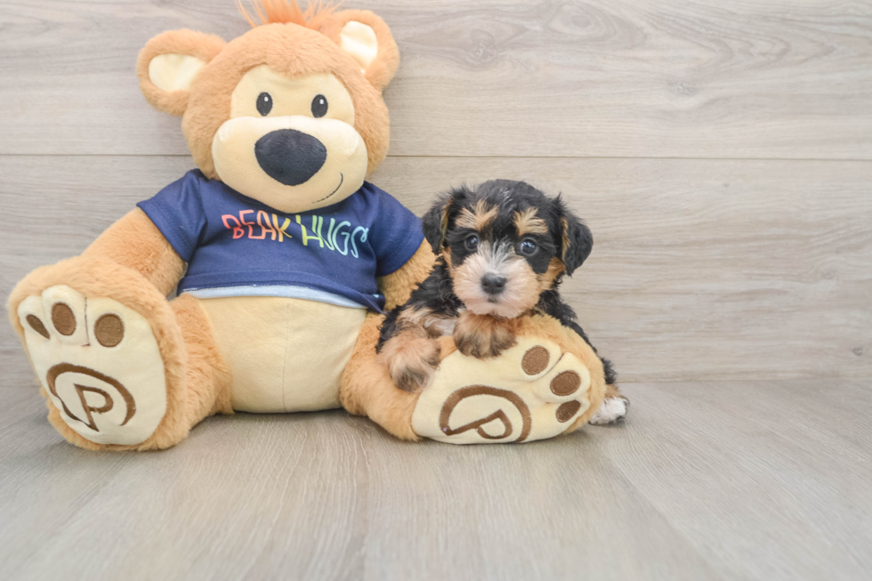 Best Mini Schnoodle Baby