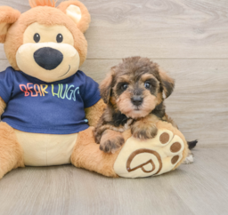 6 week old Mini Schnoodle Puppy For Sale - Lone Star Pups