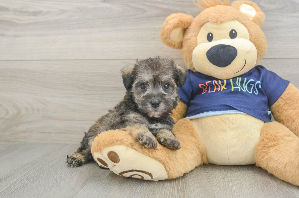 5 week old Mini Schnoodle Puppy For Sale - Lone Star Pups