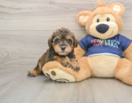 6 week old Mini Schnoodle Puppy For Sale - Lone Star Pups