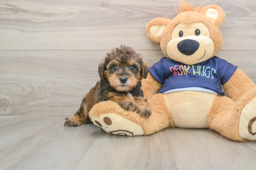 Cute Mini Schnoodle Poodle Mix Pup