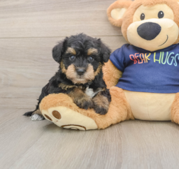 6 week old Mini Schnoodle Puppy For Sale - Lone Star Pups