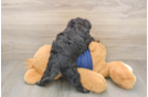 Mini Schnoodle Puppy for Adoption