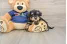 Cute Mini Schnoodle Baby