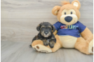 Mini Schnoodle Pup Being Cute
