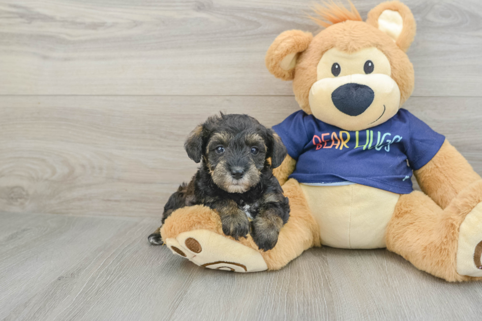 Mini Schnoodle Pup Being Cute