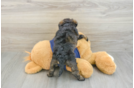 Best Mini Schnoodle Baby