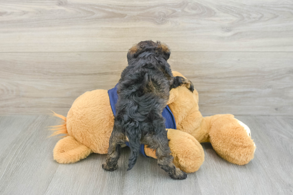 Best Mini Schnoodle Baby