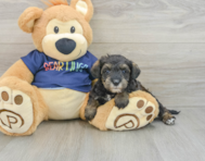 7 week old Mini Schnoodle Puppy For Sale - Lone Star Pups