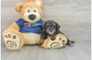 Cute Mini Schnoodle Poodle Mix Puppy