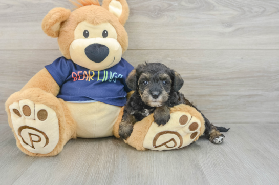 Cute Mini Schnoodle Poodle Mix Puppy