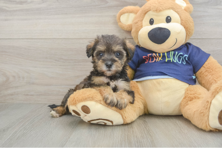 Cute Mini Schnoodle Poodle Mix Puppy