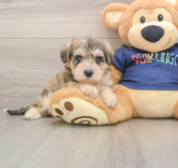 7 week old Mini Schnoodle Puppy For Sale - Lone Star Pups