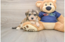 Mini Schnoodle Pup Being Cute