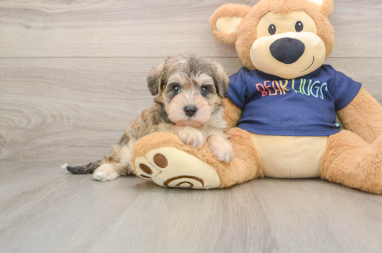 Mini Schnoodle Pup Being Cute