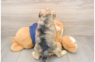 Best Mini Schnoodle Baby