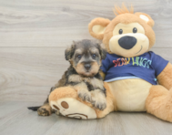 8 week old Mini Schnoodle Puppy For Sale - Lone Star Pups