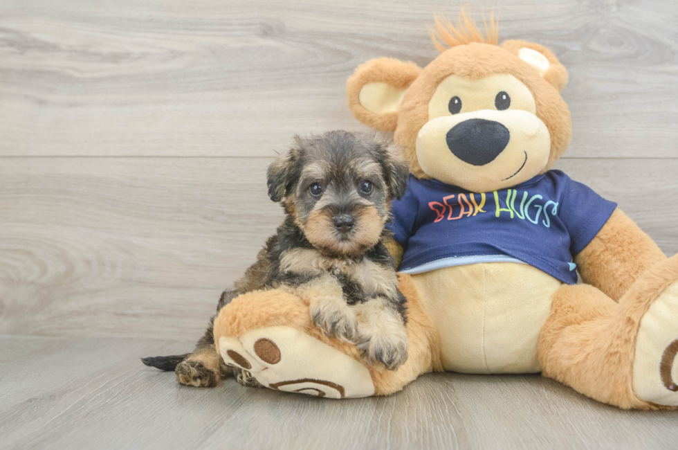 5 week old Mini Schnoodle Puppy For Sale - Lone Star Pups