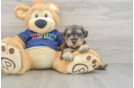 Cute Mini Schnoodle Poodle Mix Pup