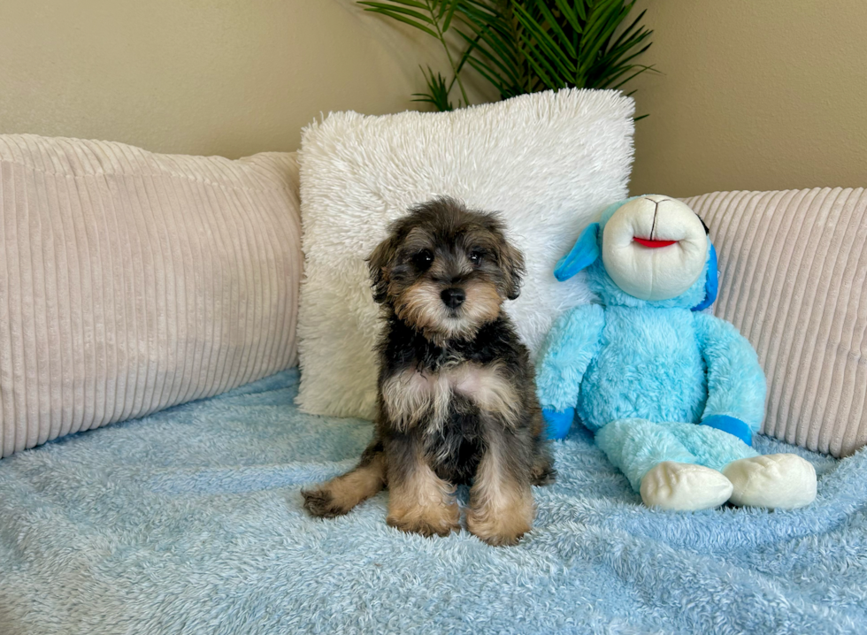 Cute Mini Schnoodle Poodle Mix Pup