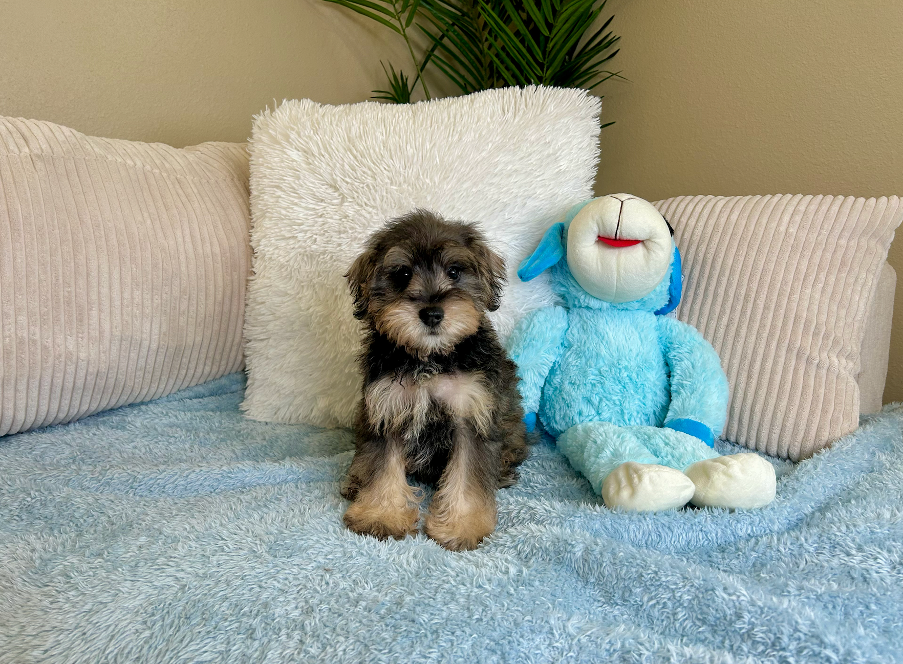 Cute Mini Schnoodle Baby